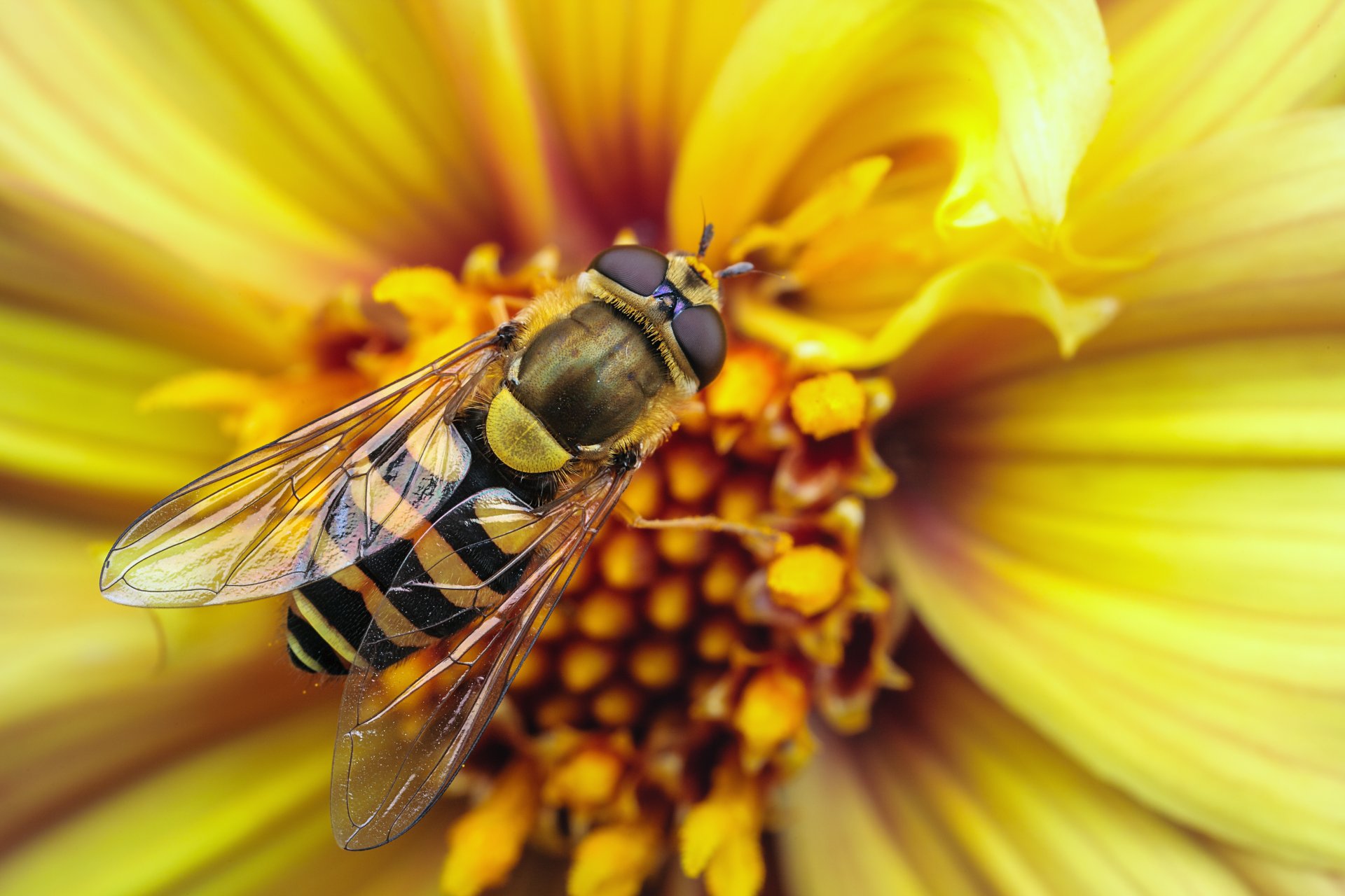 ape vespa fiore giallo ali macro strisce strisce insetto