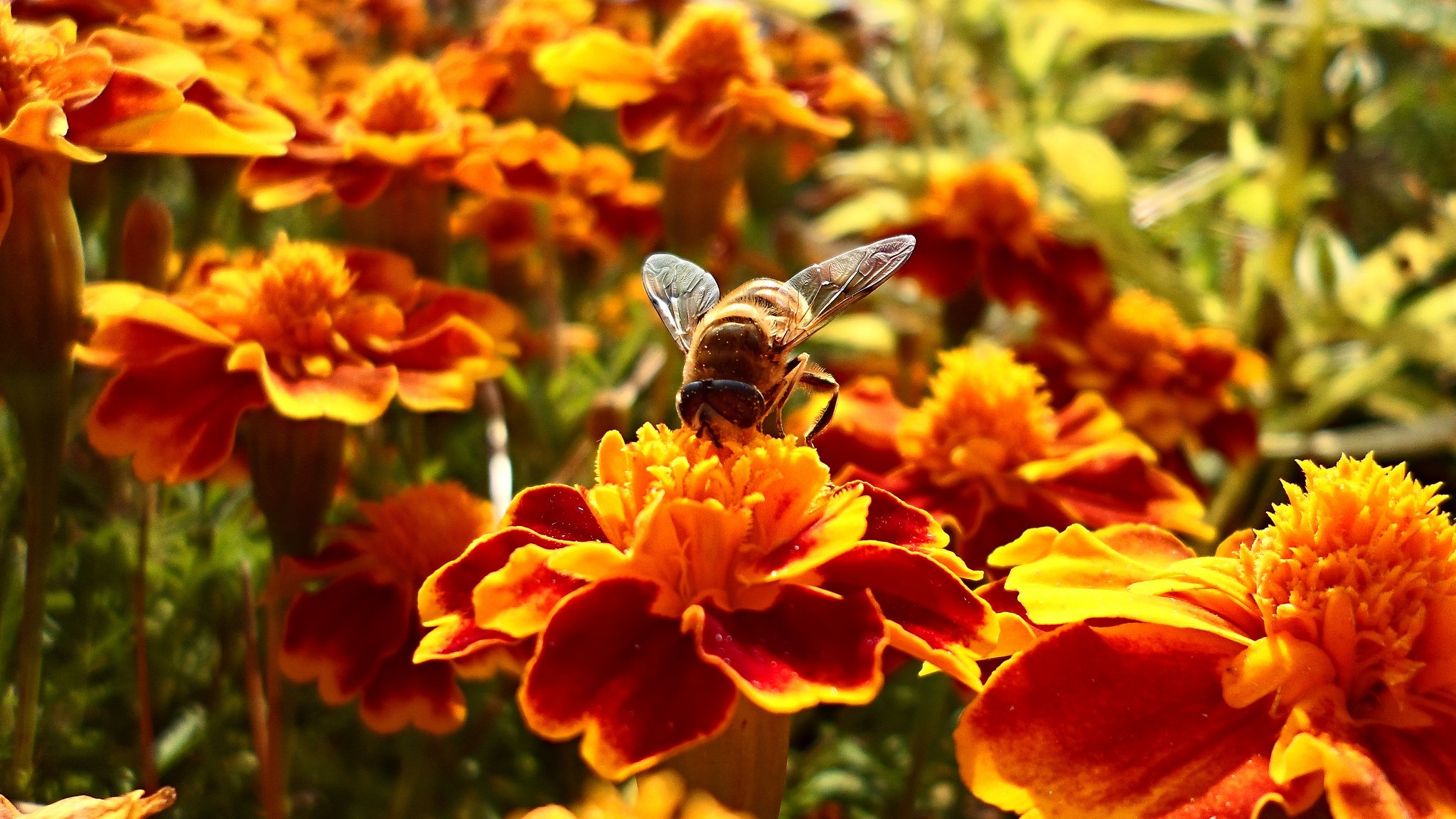 été fleurs fleur abeille abeilles recueille nectar 5-12secondes livraison nectar dans la ruche prend 15minutes bokeh papier peint