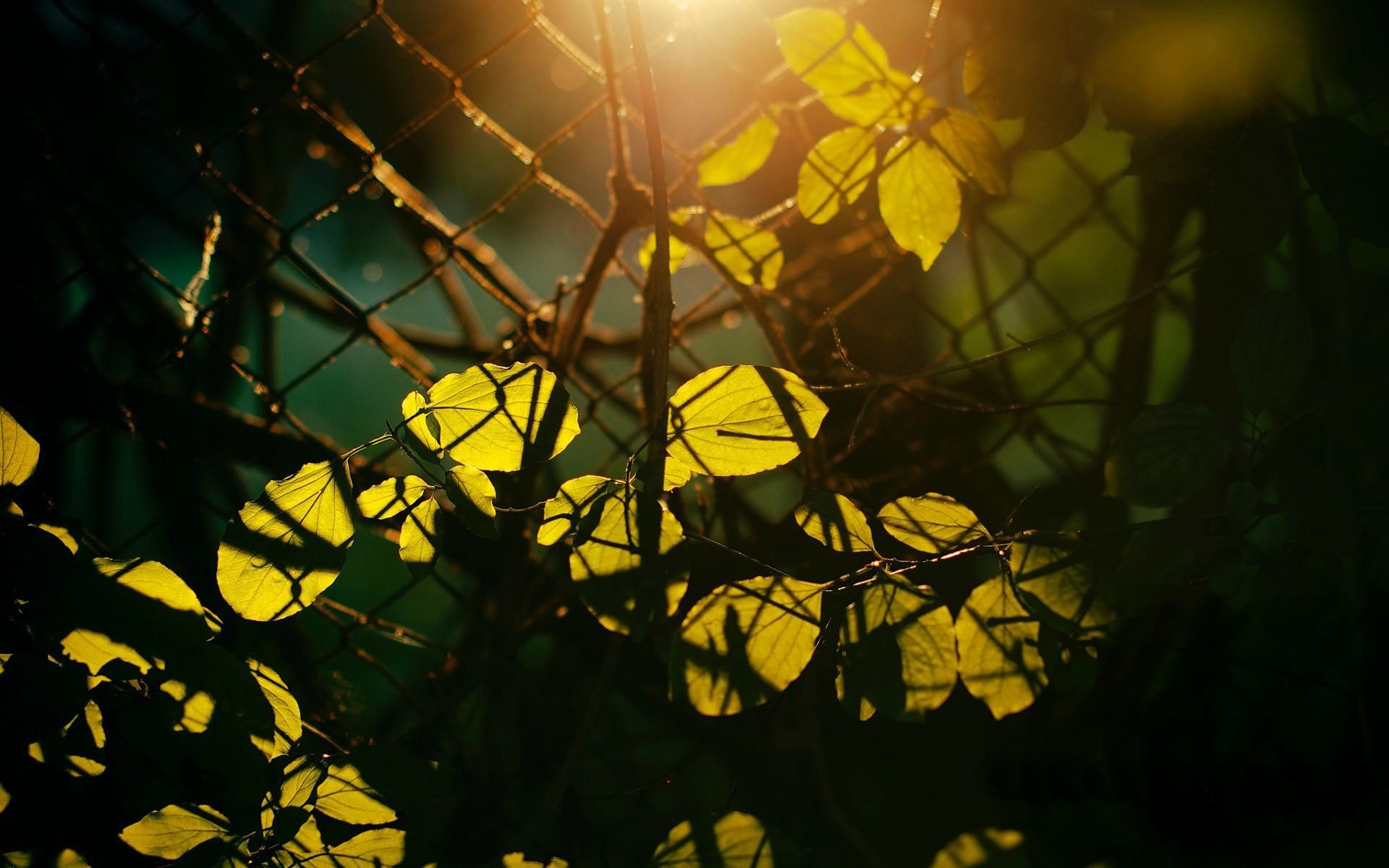 macro feuilles folioles arbre arbres branches soleil jour grille clôture clôture rayons laisser clôture arrière-plan papier peint écran large plein écran écran large