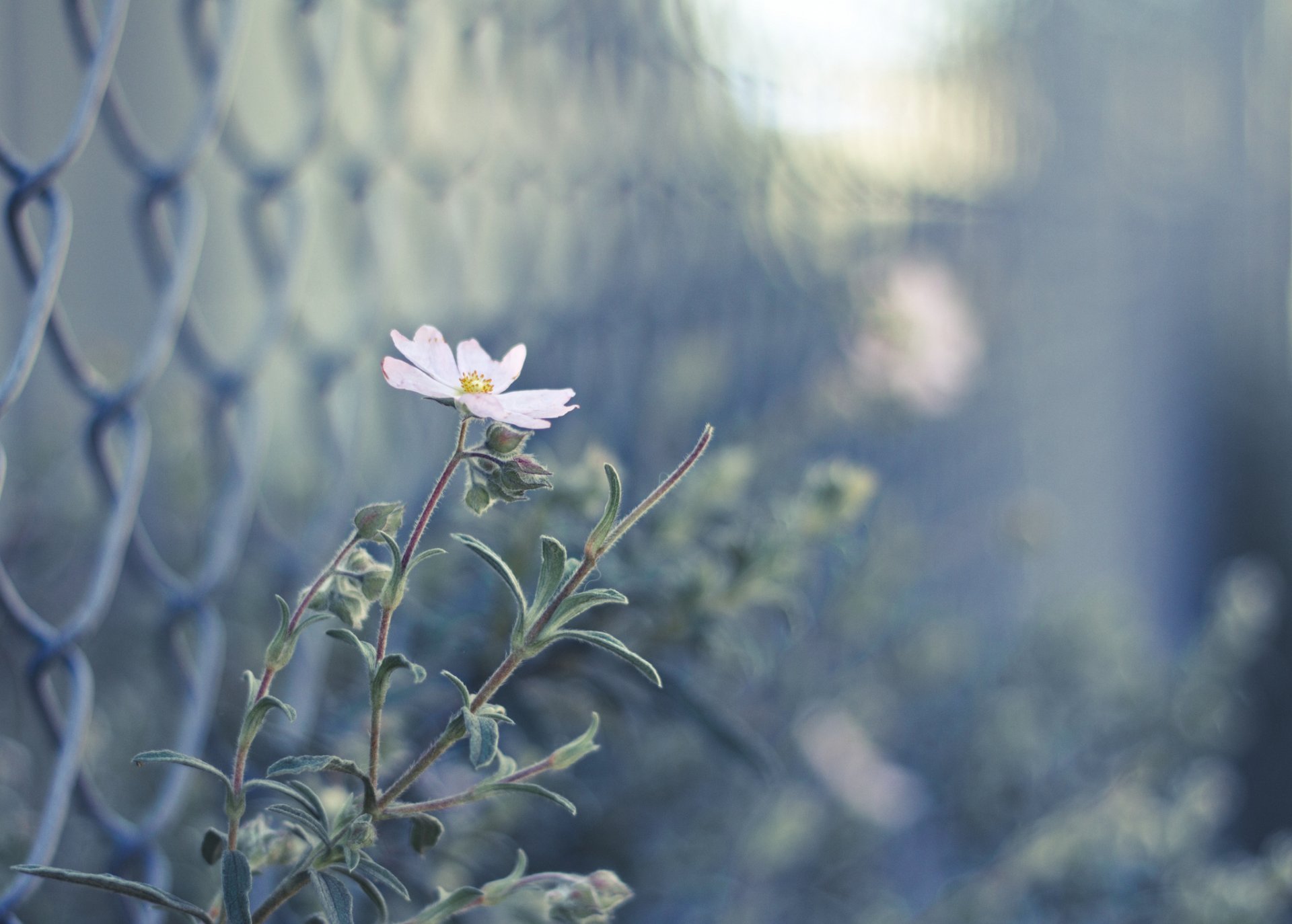 cerca flor rosa brotes desenfoque