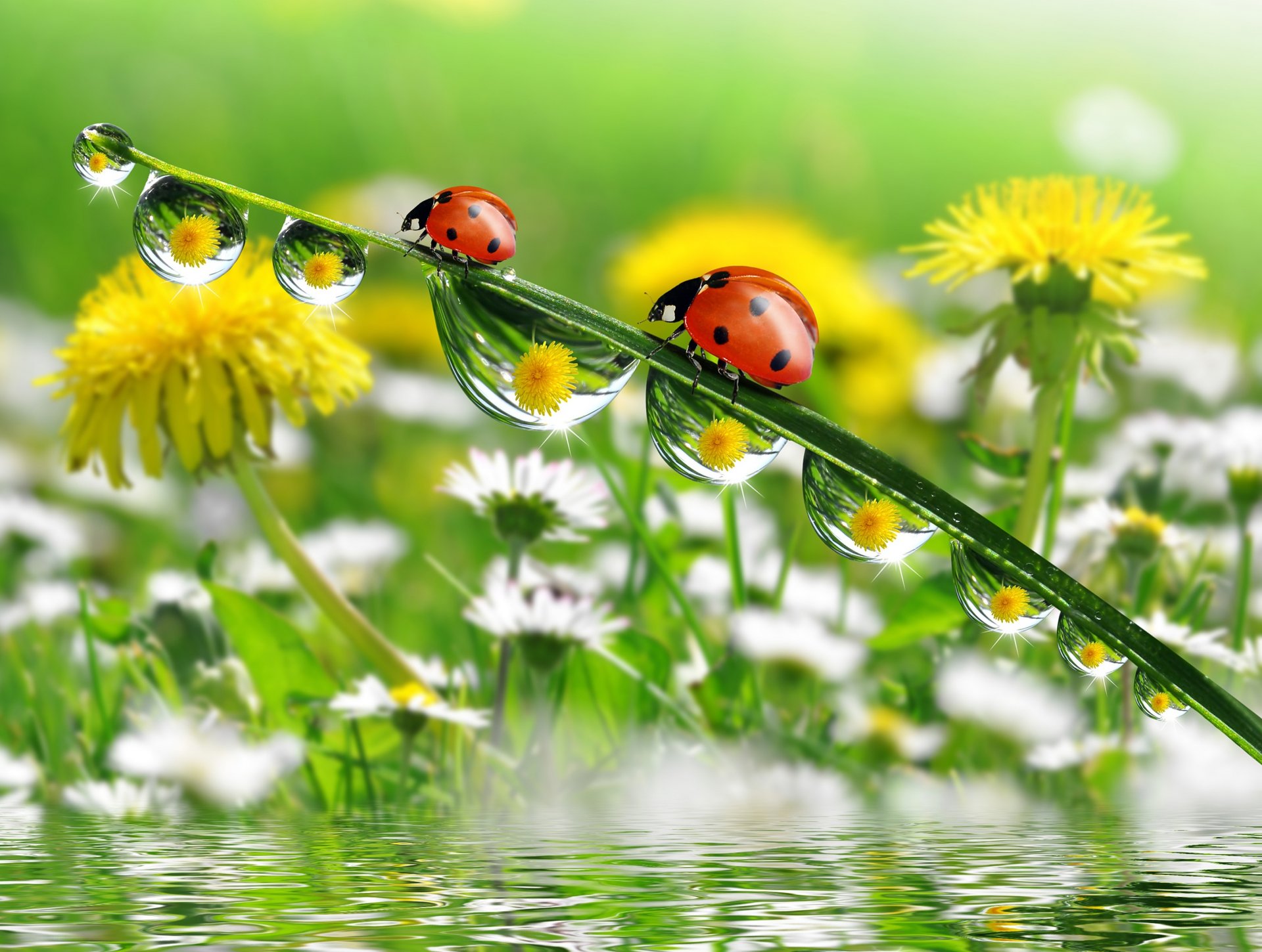 makro blumen löwenzahn gänseblümchen wasser reflexion grashalm marienkäfer