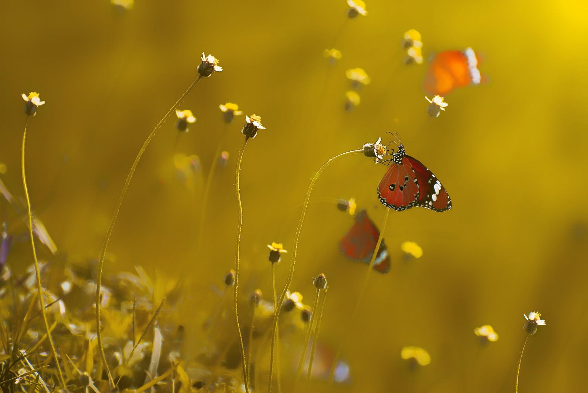 butterfly insect close up flower