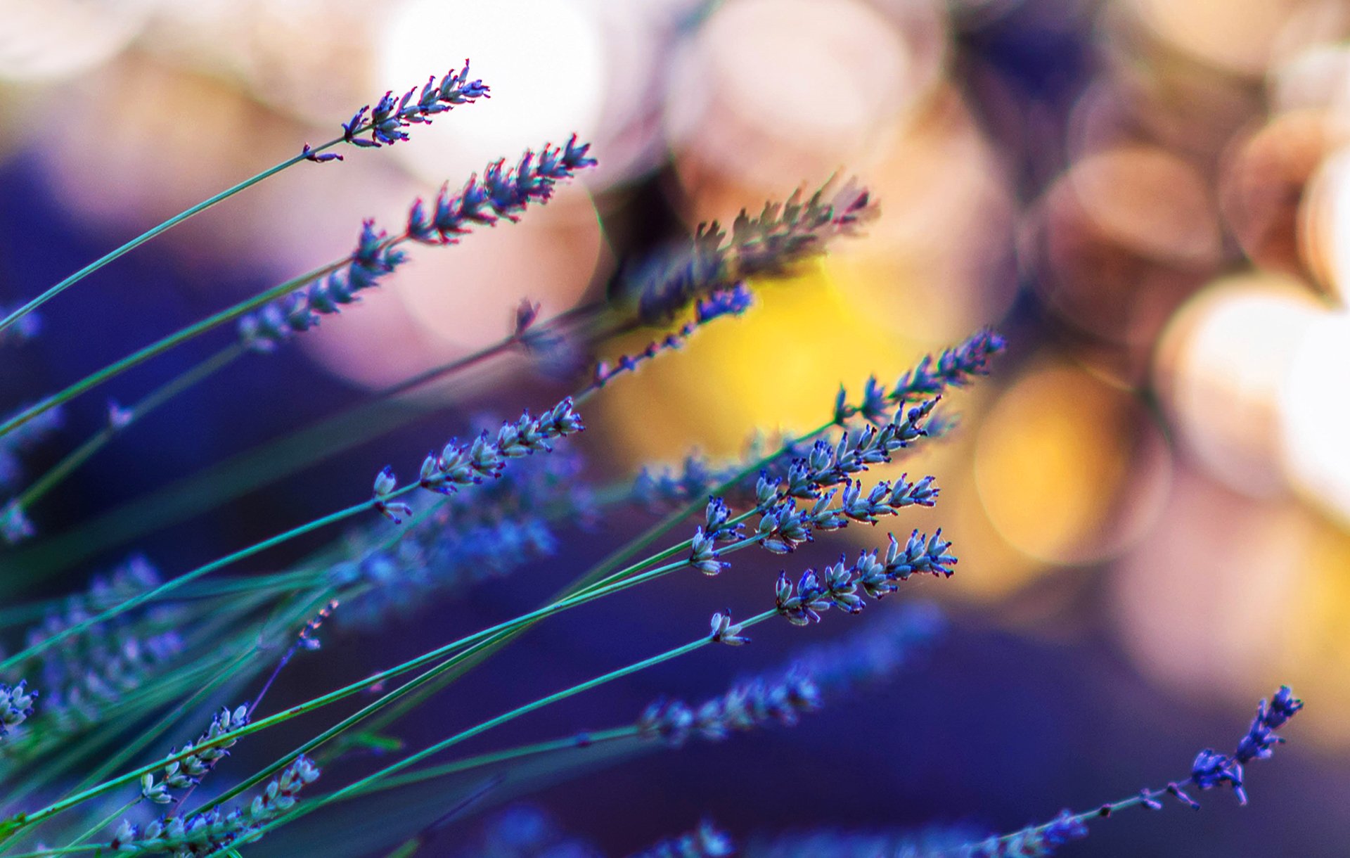 lavanda flores macro bokeh luz resplandor