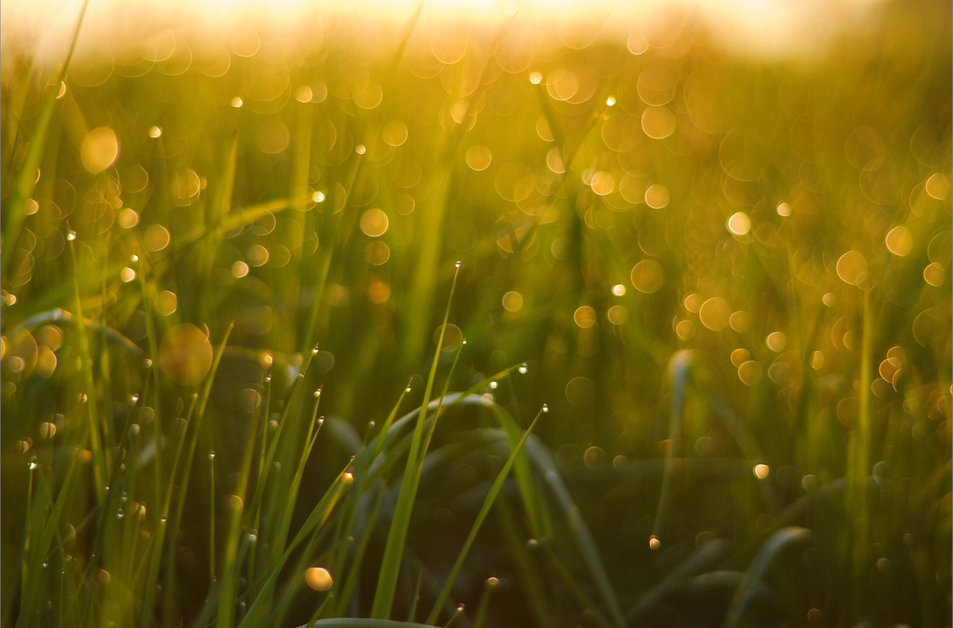 close up grass rosa bokeh