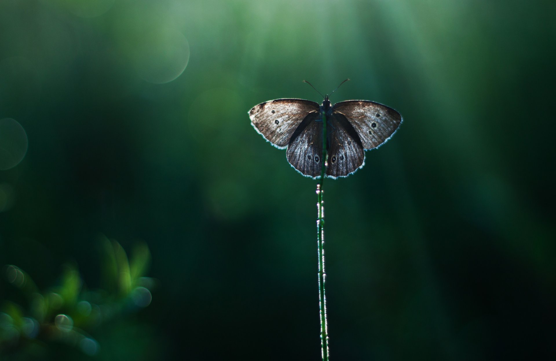 caña mariposa fondo reflejos rayos