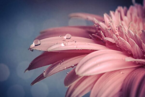 Delicada gerbera rosa en gotas de agua