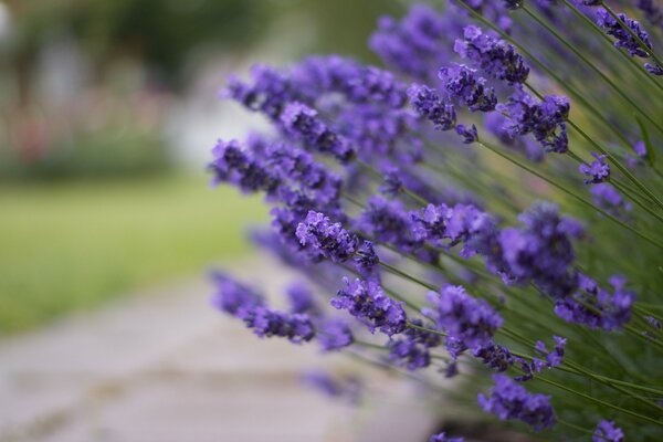 Lavendel wächst an der Straße