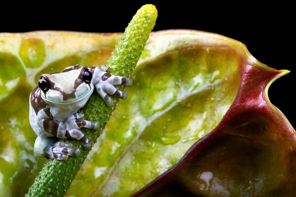 A little frog is sitting on a flower