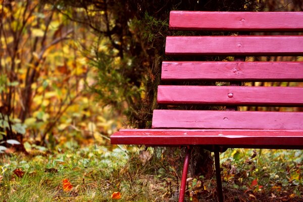 Pink bench in the autumn park