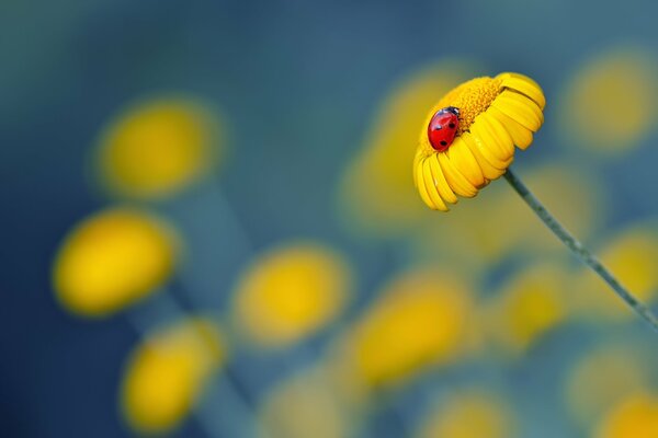 Biedronka na małych żółtych kwiatach