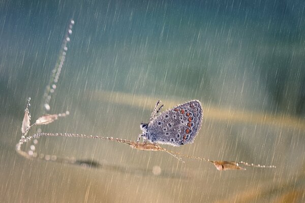 Mariposa en una hoja de hierba húmeda