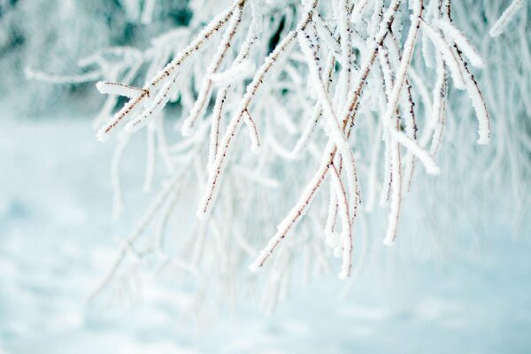 Invierno nieve ramas de árbol bajo la nieve naturaleza