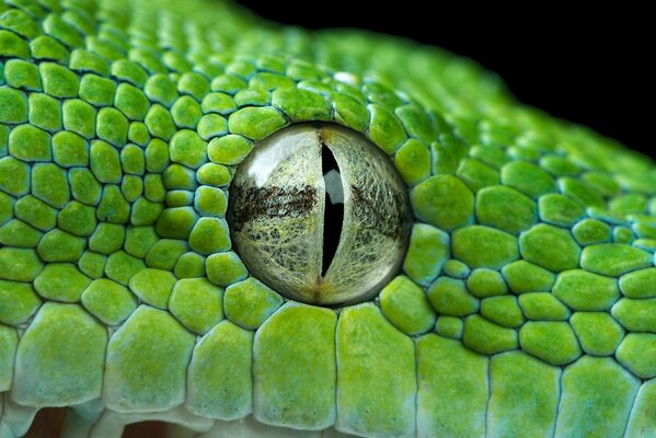 Oeil de Python vert closeup