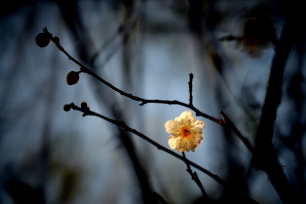 Fiore bianco su un ramo al crepuscolo