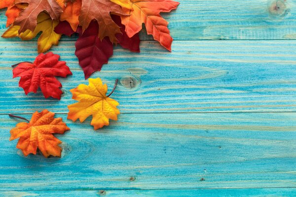 Brassée de feuilles d érable d automne sur des planches turquoises