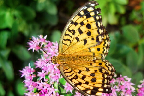 Żółty motyl usiadł na kwiatach