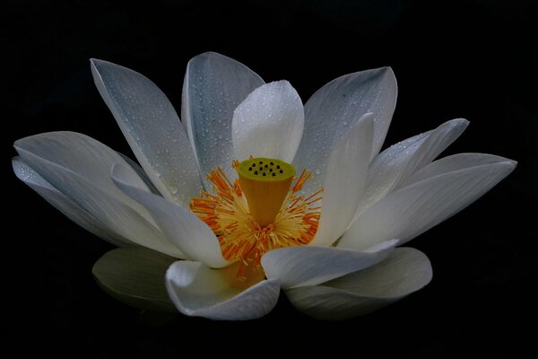 Lotus blanc sur fond noir