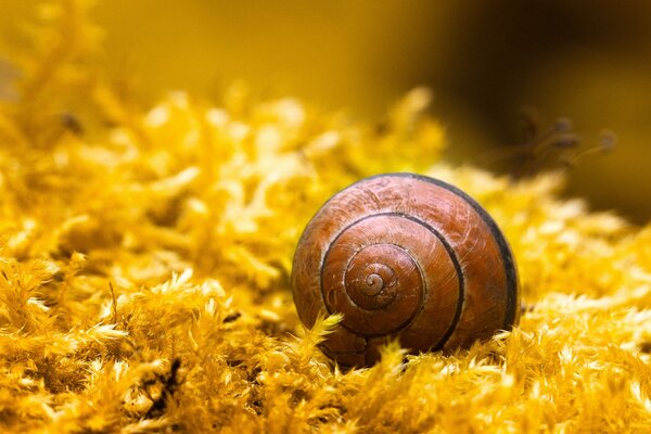 Die Schnecke versteckte sich in einer Spiralschale