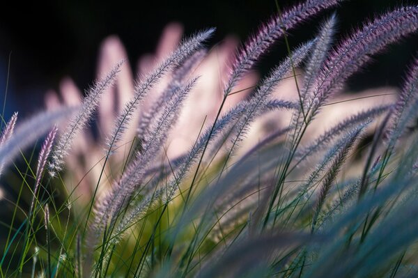 Nature is amazing field of grass