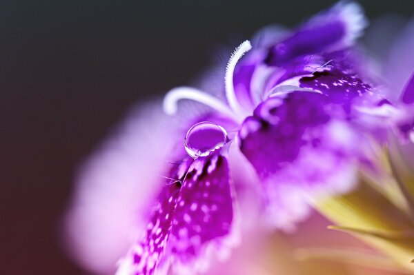 The wonderful beauty and color of the Turkish carnation