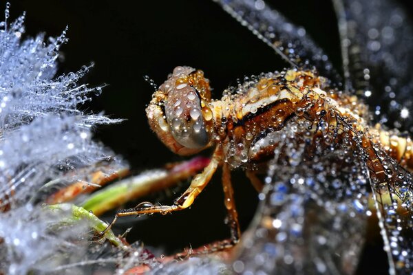 A wet dragonfly with drops on its wings