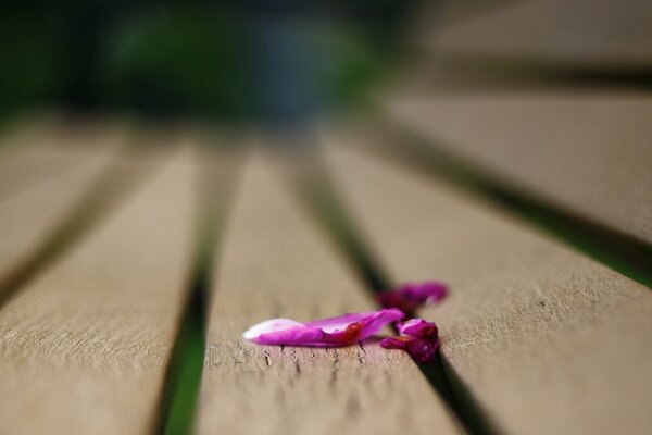 Деревянная скамейка розовые лепестки