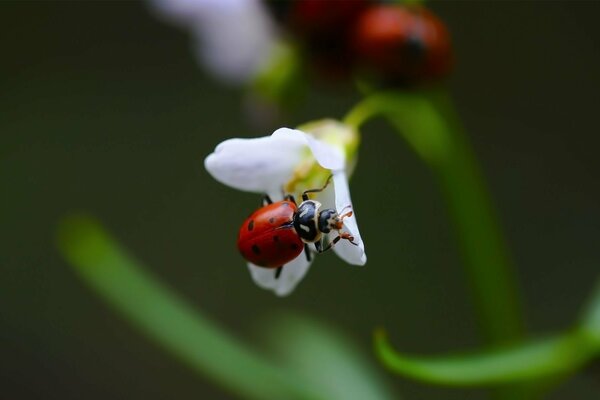 Ladybug found shelter on a white flower