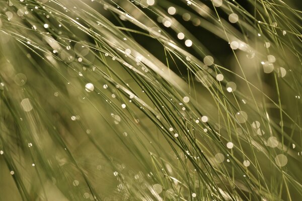 Macro photography of grass with dew drops