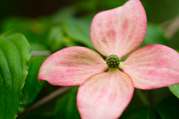 Pink petals on green leaves