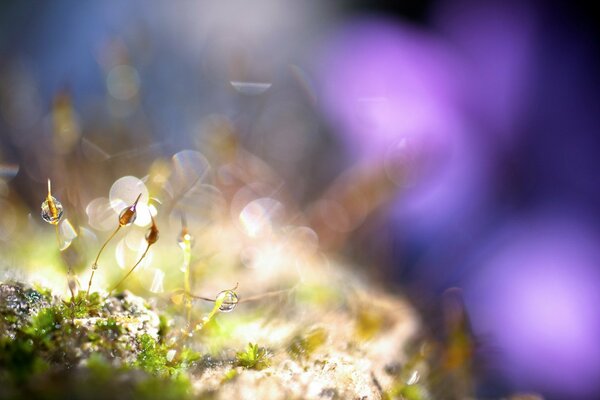 Photo de gros plan de gouttes sur l herbe