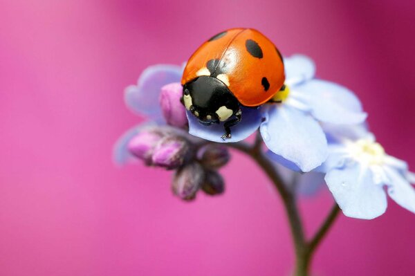 Marienkäfer auf Blume Nahaufnahme