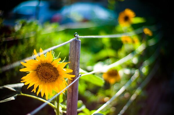 Gelbe Sonnenblume in der Nähe des Zauns