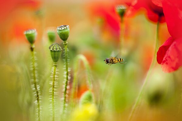 A blurry bee pattern on a poppy