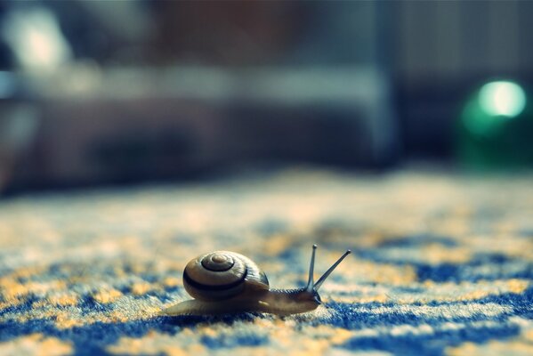 Eine kleine Schnecke hat sich im Flusen verirrt