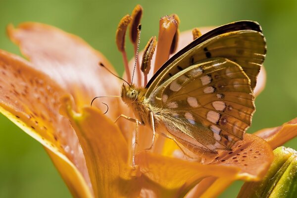 Bella farfalla sul fiore arancione