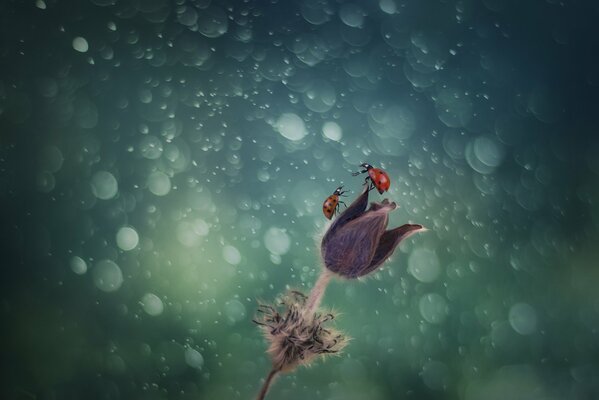 Deux coccinelles sur une fleur