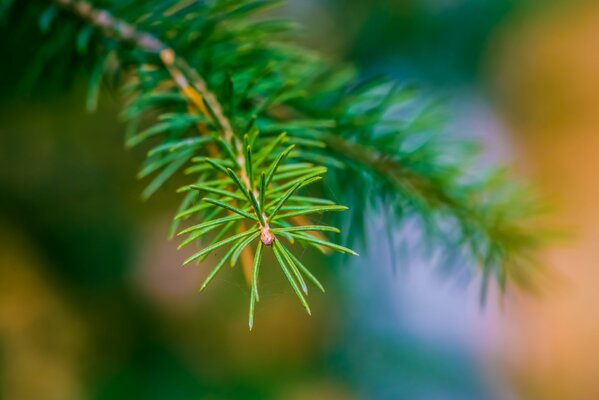 A fir twig. Christmas Tree Needles