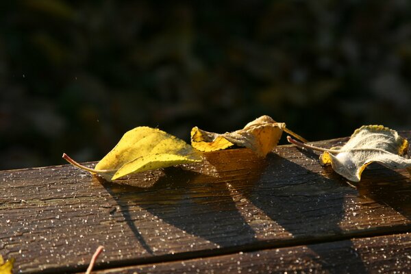 Żółte liście na desce pokrytej szronem