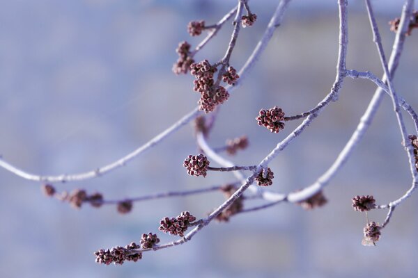 Buds on white branches