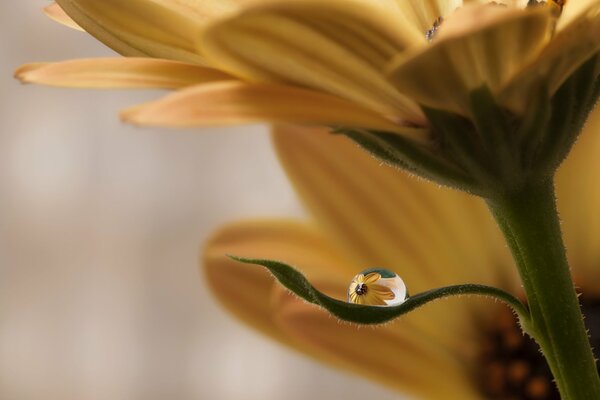 Ein Tropfen Wasser auf einem Blumenblatt