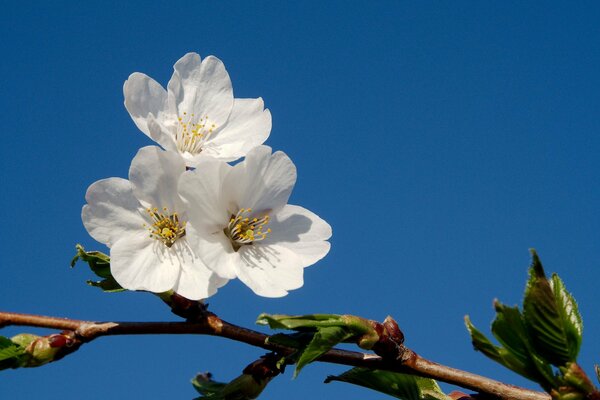 Rama de un árbol frutal en flor sobre un fondo azul