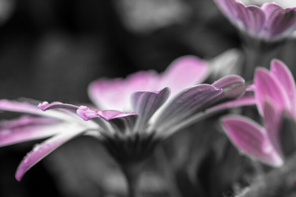 Pink flower with a dewdrop