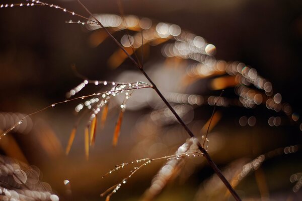 Gouttes d eau sur les feuilles et l herbe