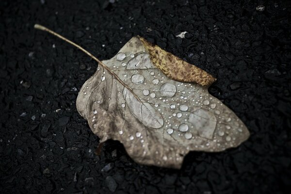 Drops of water on an autumn leaf