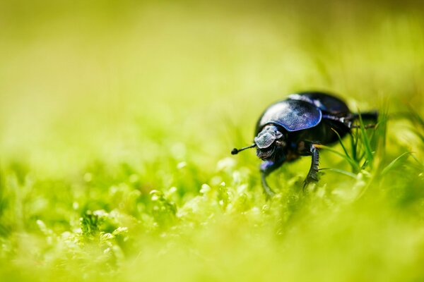 Escarabajo negro sobre hierba verde