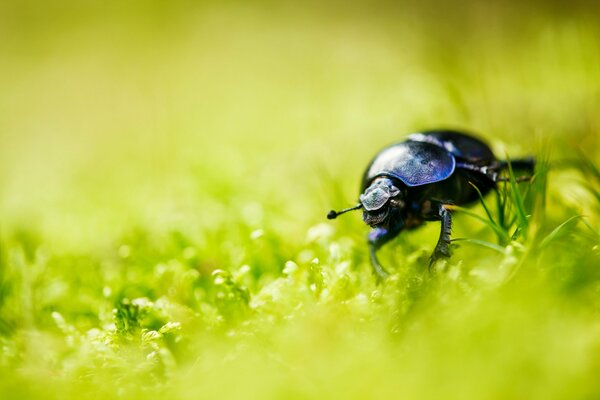Черный жук на зеленой траве