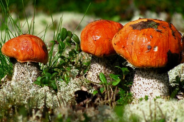 Photo of Mushrooms - macro shot of a horsetail