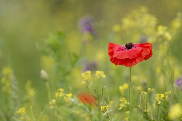 Poppy on the background of a field with flowers