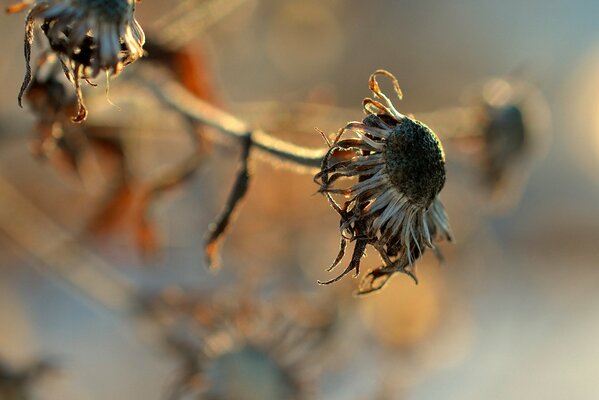 Flor seca en macro disparo