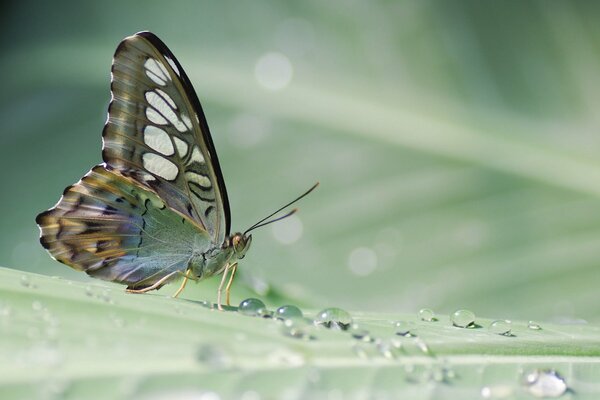 Superbe papillon de forêt tropicale